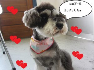 おすましMシュナ