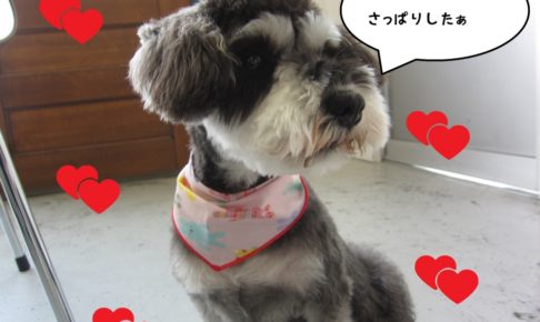 おすましMシュナ