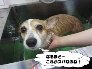 スパ中コーギー