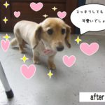 歩くミニチュアダックス