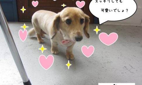 歩くミニチュアダックス