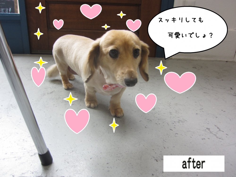 歩くミニチュアダックス