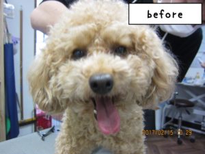 カット前トイプードル