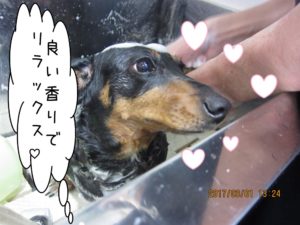 シャンプー中ミニチュアダックス