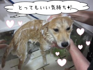 シャンプー中柴犬
