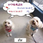 二人笑顔マルチーズ