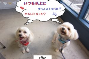 二人笑顔マルチーズ