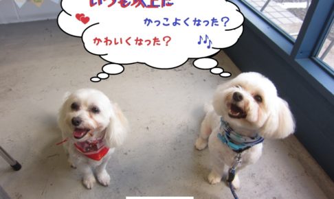 二人笑顔マルチーズ