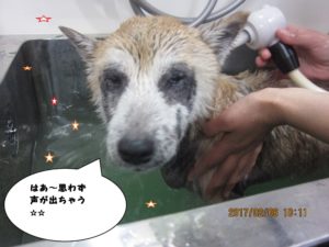 スパ中柴犬