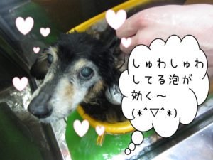 スパ中ミニチュアダックス