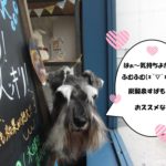 おすましMシュナ