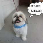 すっきりシーズー