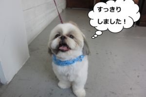 すっきりシーズー