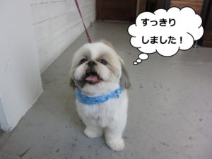 すっきりシーズー