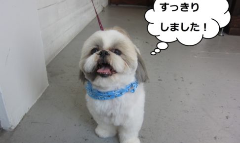 すっきりシーズー