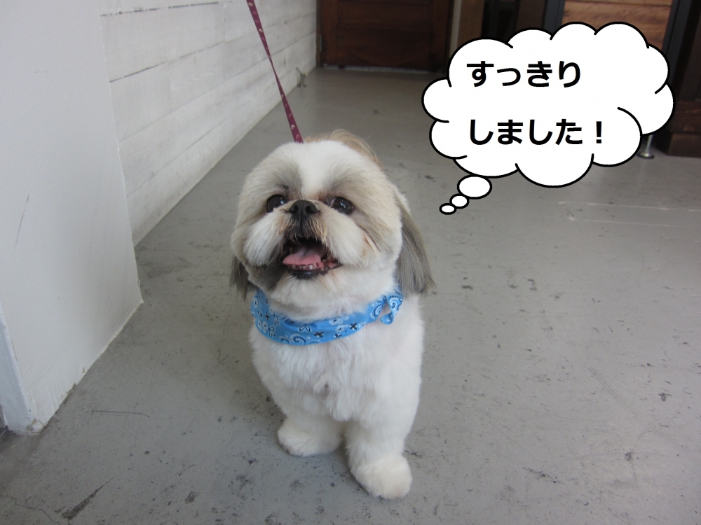 すっきりシーズー