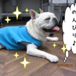 のんびりフレンチブルドッグ