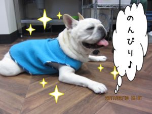 のんびりフレンチブルドッグ