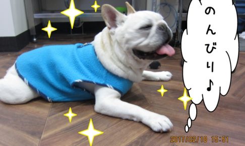 のんびりフレンチブルドッグ