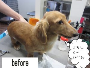 カット前ミニチュアダックス