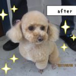 おすましトイプードル