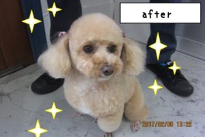 おすましトイプードル