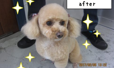 おすましトイプードル