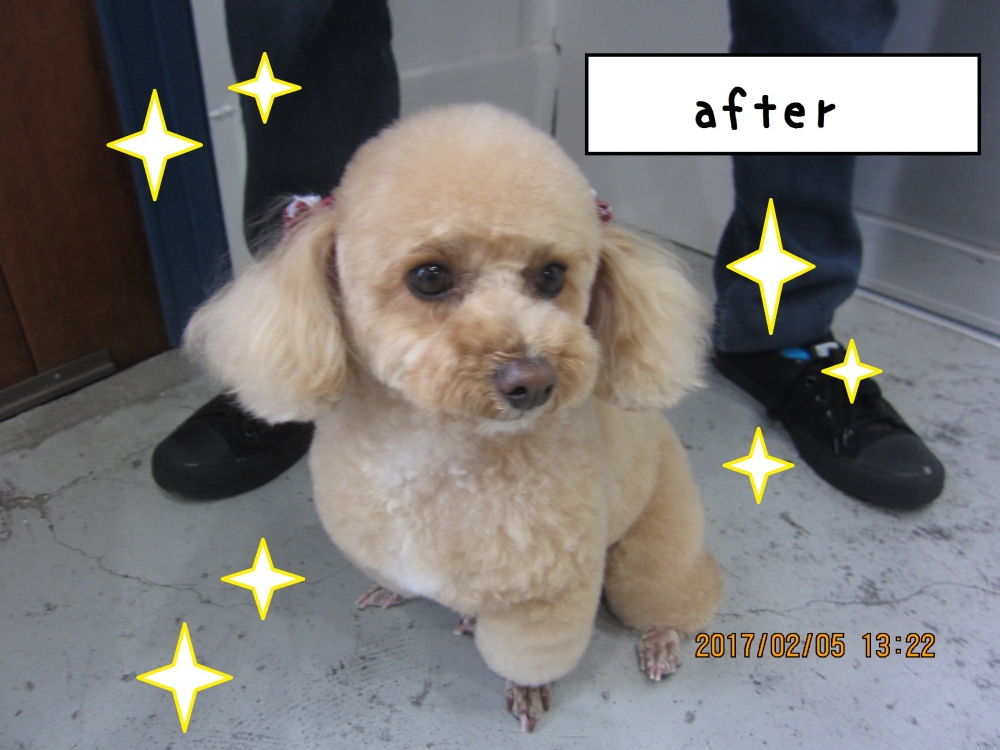 おすましトイプードル