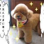 笑顔トイプードル