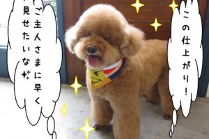 笑顔トイプードル