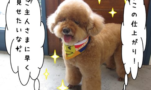 笑顔トイプードル