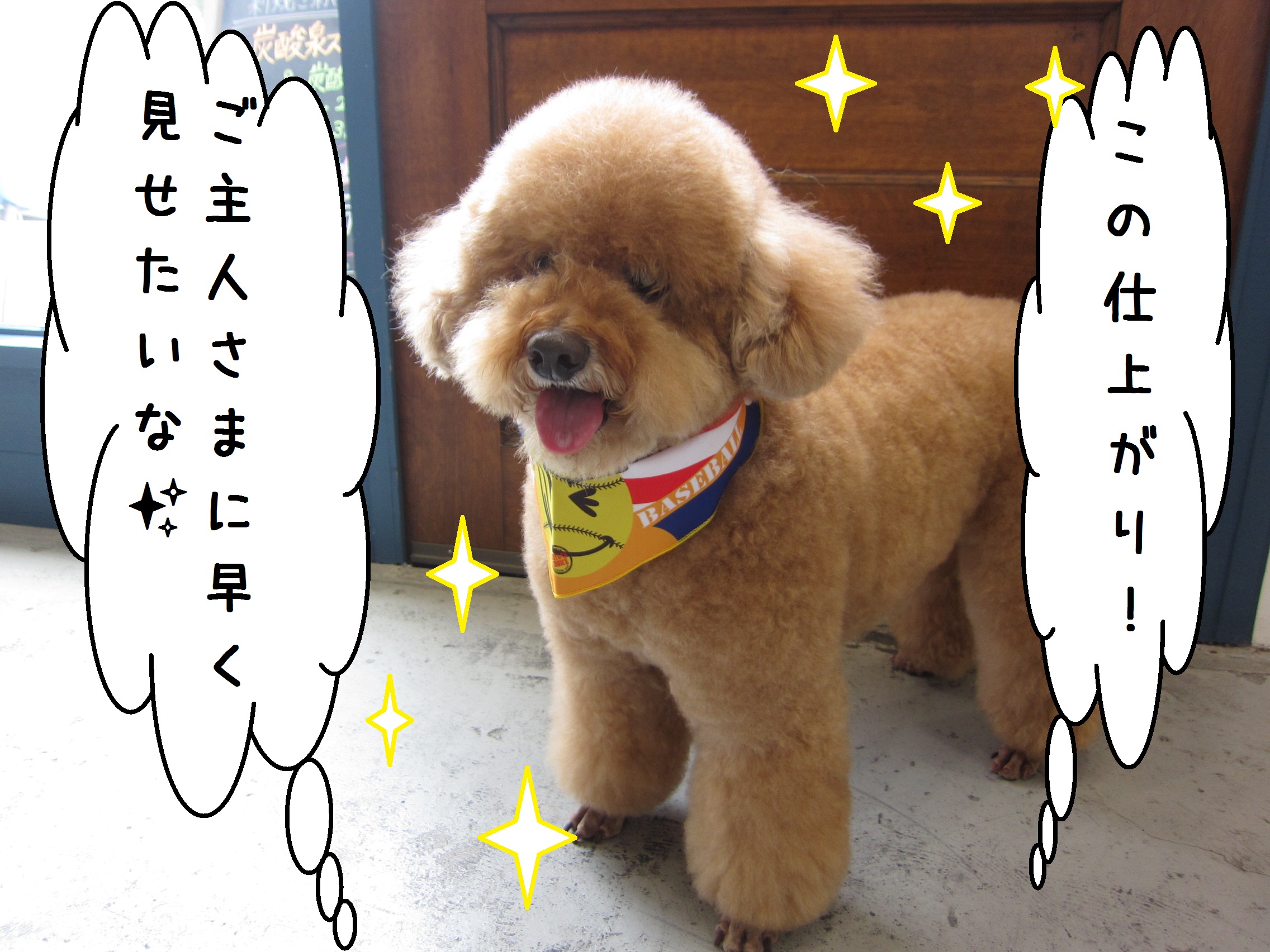 笑顔トイプードル