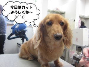 カット前ミニチュアダックス