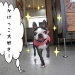 かけっこボストンテリア