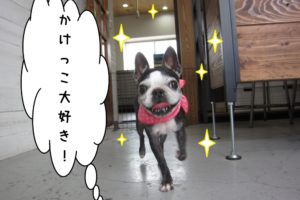 かけっこボストンテリア