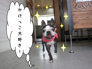 かけっこボストンテリア