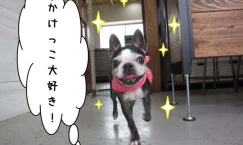 かけっこボストンテリア