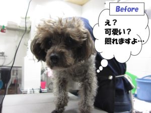 カット前トイプードル