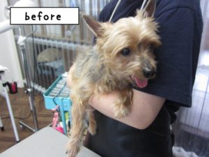 カット前ヨーキー