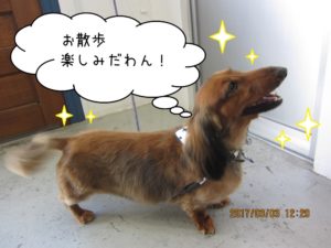 カット後ミニチュアダックス