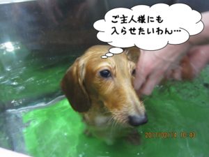 スパ中ミニチュアダックス