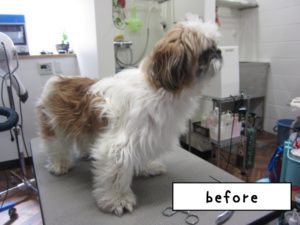 カット前シーズー