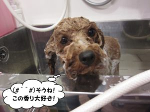 シャンプー中トイプードル