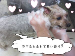 シャンプー中ヨーキー