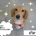 おすましミニチュアダックス