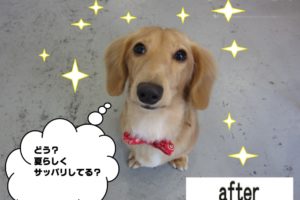 おすましミニチュアダックス