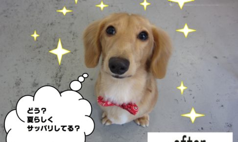 おすましミニチュアダックス