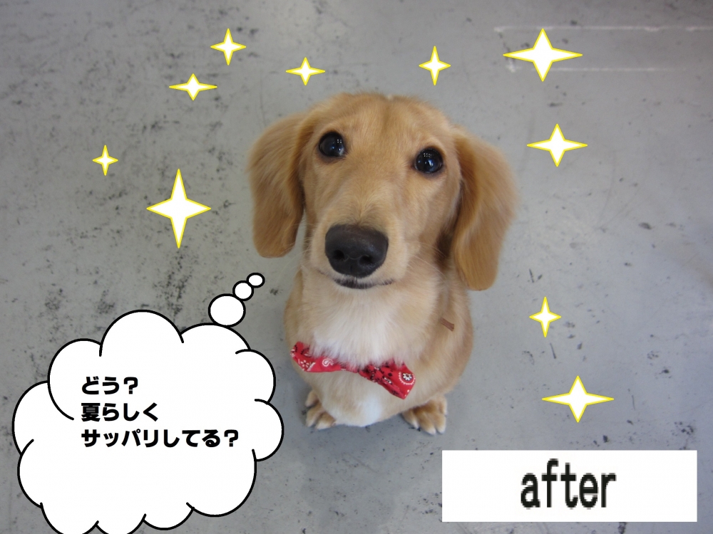 おすましミニチュアダックス