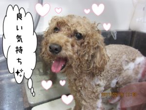 シャンプー中トイプードル