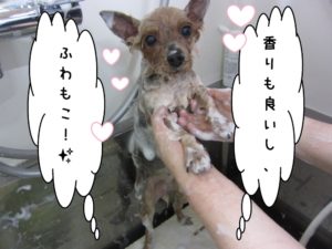 シャンプー中ヨーキー